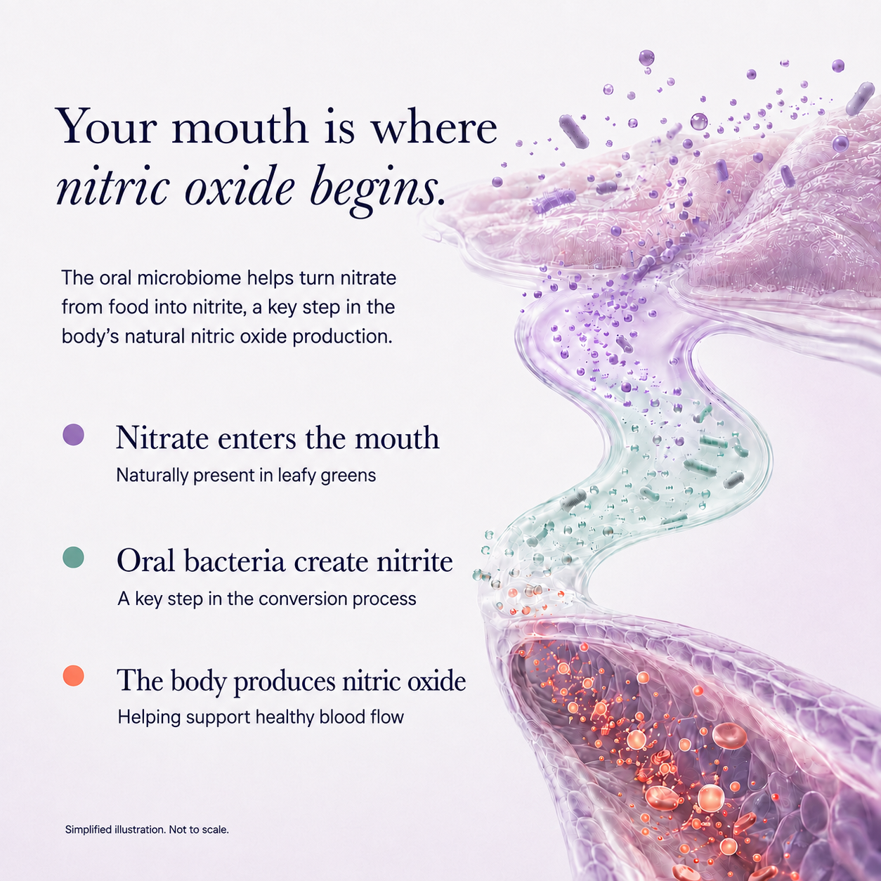 
                  
                    Nitric Oxide Functional Toothpaste with Nano-Hydroxyapatite | Wild Mint
                  
                